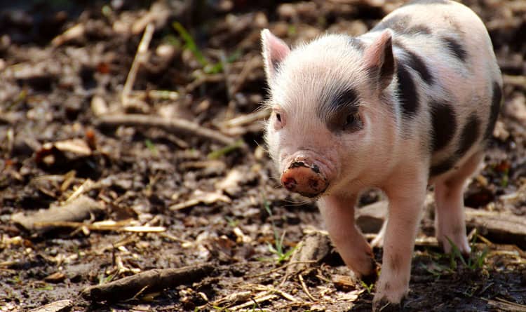 piglet Salcombe